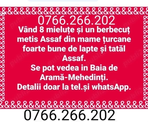 Oi , mielute, berbecut metis de ASSAF