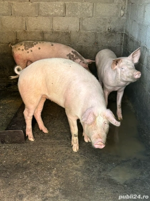 Porci de vanzare  - imagine 3