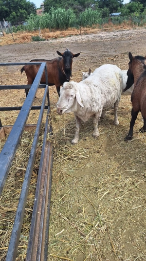 Vand berbec rasa Assaf - imagine 3