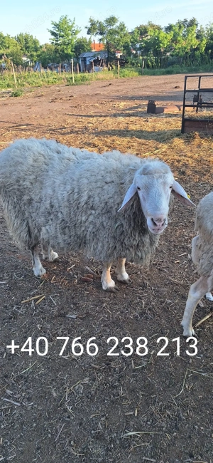 Vand berbec rasa Assaf