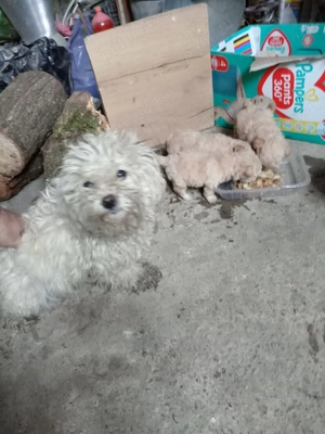 Căței bichon frize talie foarte mica 