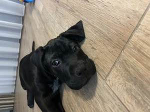 Cane corso 3 luni - imagine 2