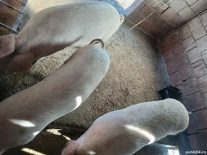 Vand porci - imagine 2