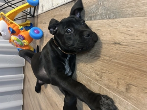 Cane corso 3 luni - imagine 3