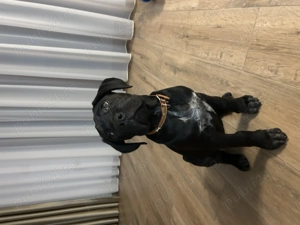 Pui Cane Corso 3 luni 