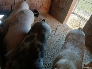 Vand porci - imagine 3