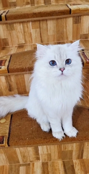 British longhair baiat alb cu ochii albastri intens pedigree 