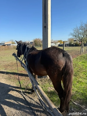 Iapa de vanzare varsta 7ani-Galati - imagine 4