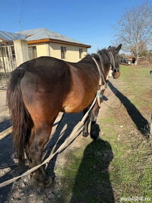 Iapa de vanzare varsta 7ani-Galati