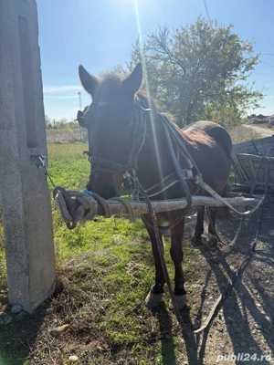 Iapa de vanzare varsta 7ani-Galati - imagine 2