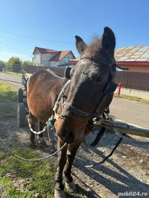 Iapa de vanzare varsta 7ani-Galati - imagine 3