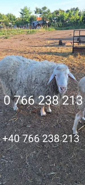 Vand berbec rasa Assaf