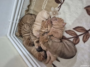 Shar pei cu pedigree 