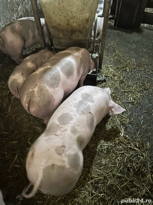 Pietrain original  - imagine 3