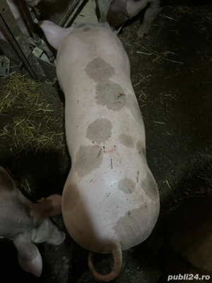 Pietrain original  - imagine 2