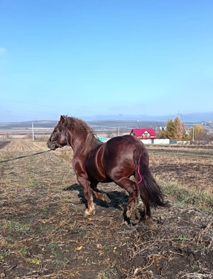 Vând armăsar din rasa Fajta.  - imagine 3