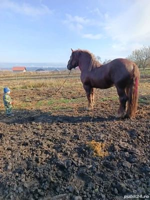 Vând armăsar din rasa Fajta. 