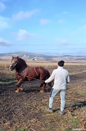 Vând armăsar din rasa Fajta.  - imagine 4