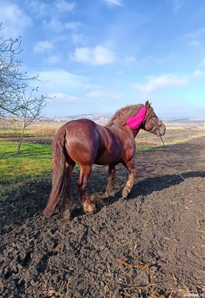 Vând armăsar din rasa Fajta.  - imagine 2