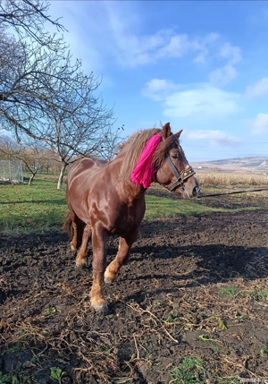 Vând armăsar din rasa Fajta.  - imagine 5