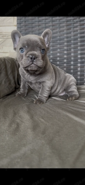 Femela Bulldog Francez 
