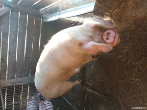 vand scroafa, 10 lei kg