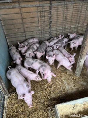 vand scrofite si vierusi pietrain - imagine 5