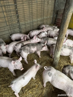 vand scrofite si vierusi pietrain - imagine 3