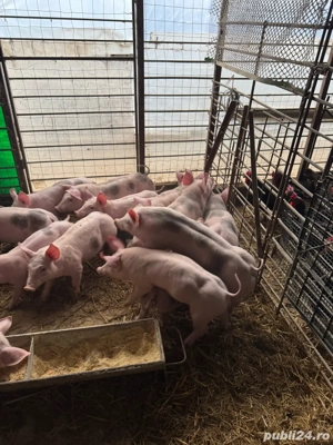 vand scrofite si vierusi pietrain - imagine 2