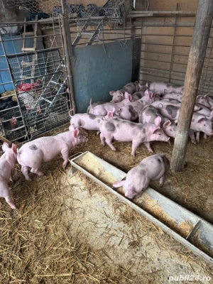 vand scrofite si vierusi pietrain - imagine 4