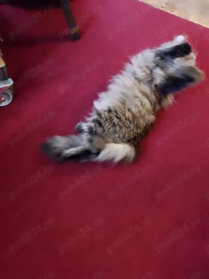 Gazduiesc animale de companie MICI si PISICI CASTRATE - pet sitter