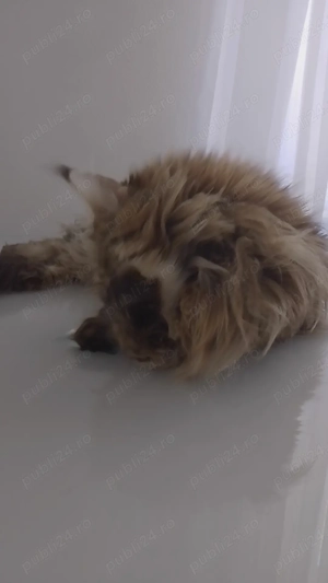 Gazduiesc animale de companie MICI si PISICI CASTRATE - pet sitter - imagine 3