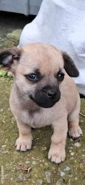 Vând câini talie mică - imagine 2