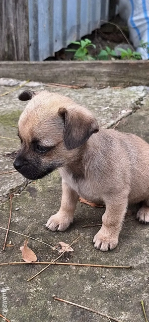 Vând câini talie mică - imagine 3