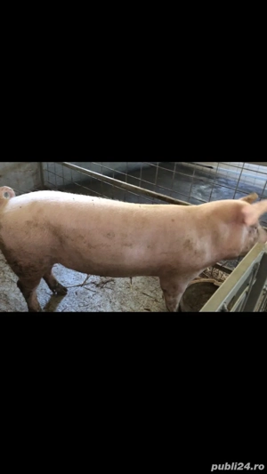 vier.        - imagine 2