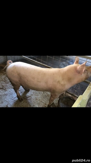 vier.        - imagine 3