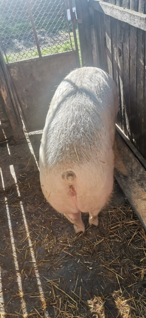 De vânzare,in comuna Berlești  - imagine 2