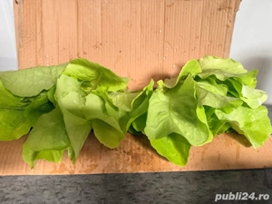 Vand salata verde la kg