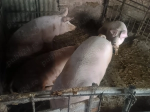 Vând porci  - imagine 3