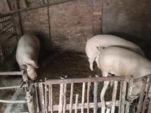 Vând porci  - imagine 2