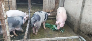 Vând porci 