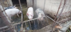 Vând porci marele alb și pietrean  - imagine 2