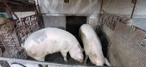 Porci de vanzare - imagine 2