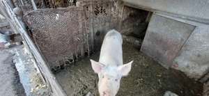 Porci de vanzare - imagine 4