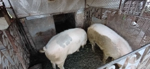 Porci de vanzare - imagine 3