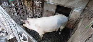 Porci de vanzare