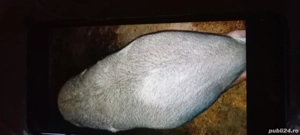 Nu ne mai vrea ,ne vinde! - imagine 2