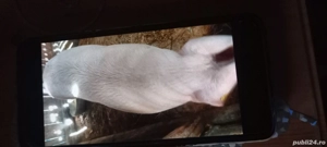 Nu ne mai vrea ,ne vinde!