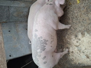 Porci 250, 300 kg - imagine 2