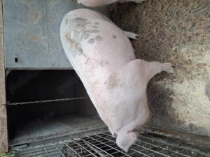 Porci 250, 300 kg - imagine 4